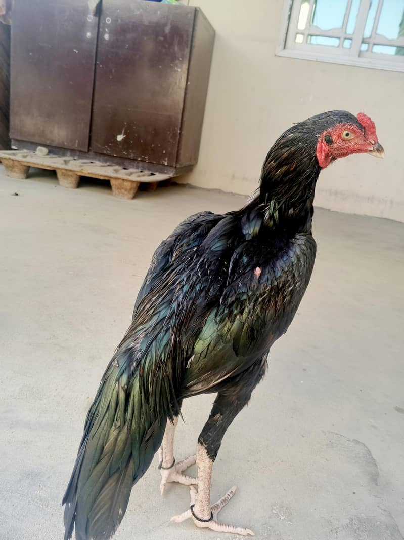 Black mushka 0