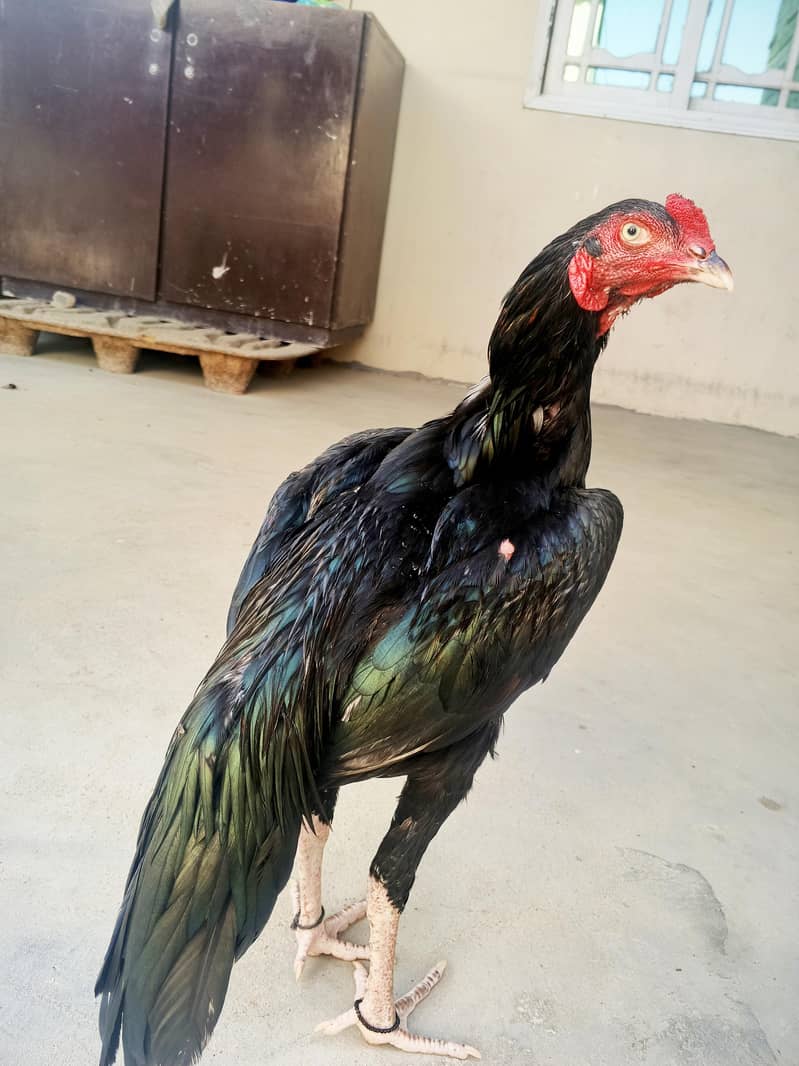 Black mushka 1
