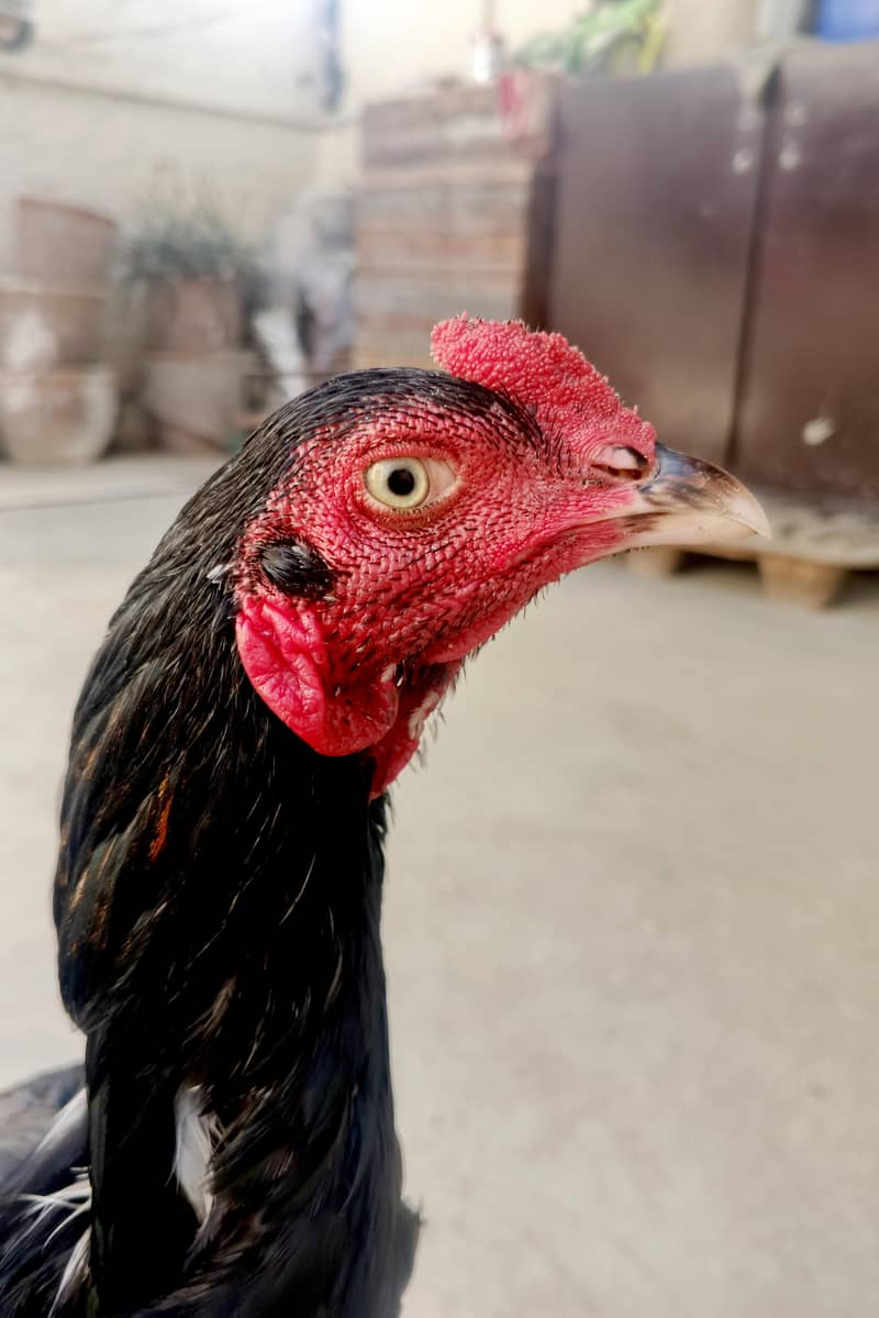 Black mushka 2