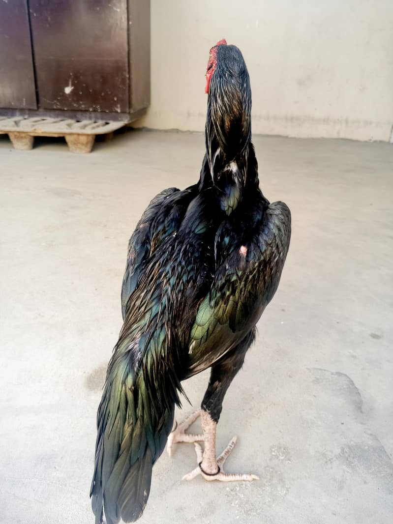 Black mushka 3