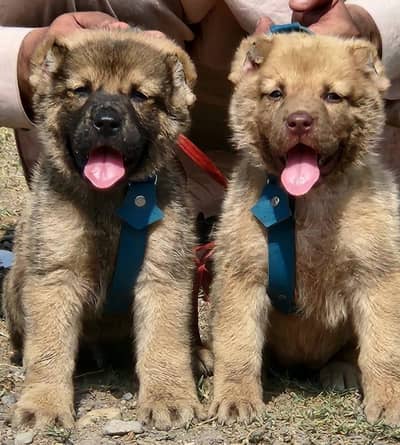 ​Top Quality King Kurdish Kangal Puppies Pair - 2 Months Old