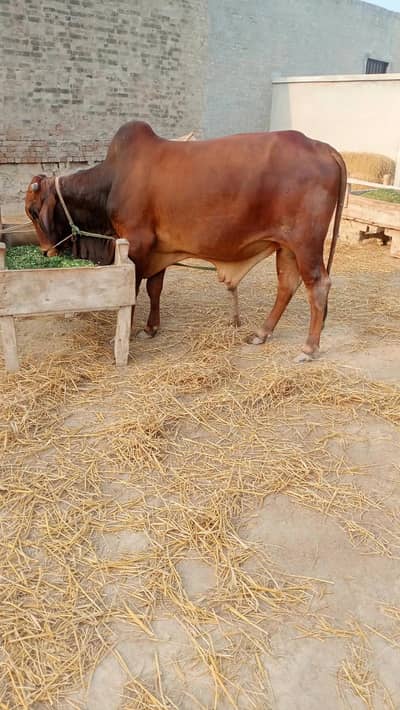 sahiwal  nasal