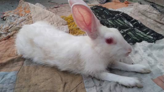 rabbits pair urgent sale