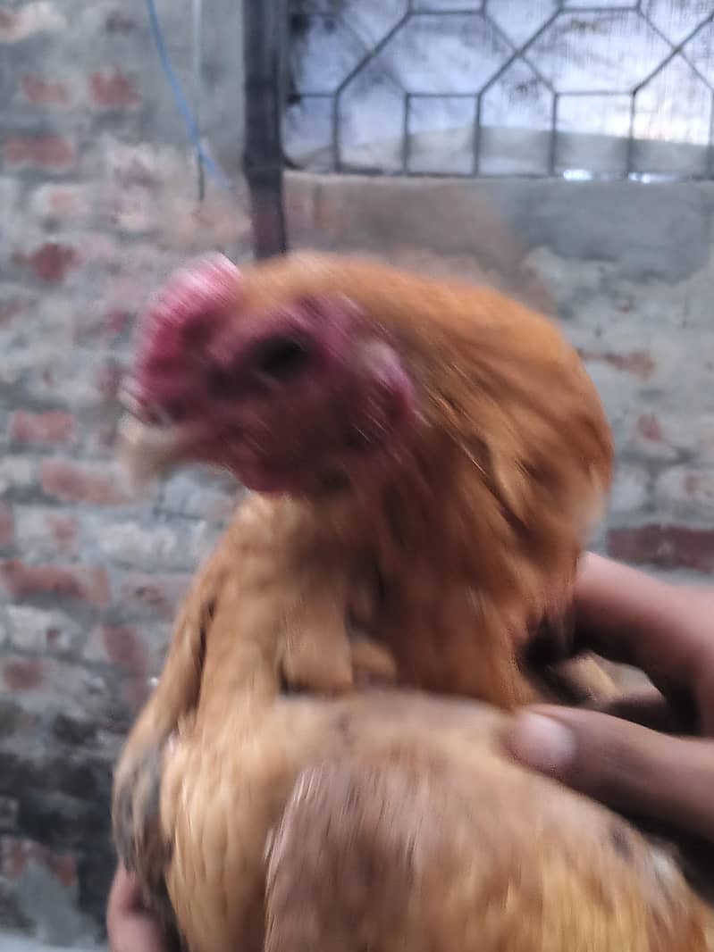 dragon pair ha 1