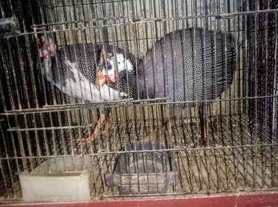 Healthy Active Cheena Teetar Pair (1 Year Old) For Sale