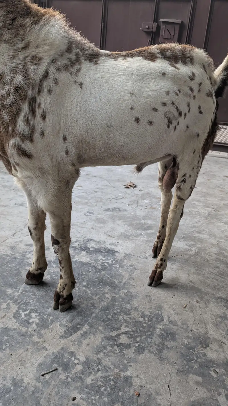 بکرا مکھی چنی نسل خوبصورت 41 - 42 قد / Male Goat Beautiful / Breeder — photo 2