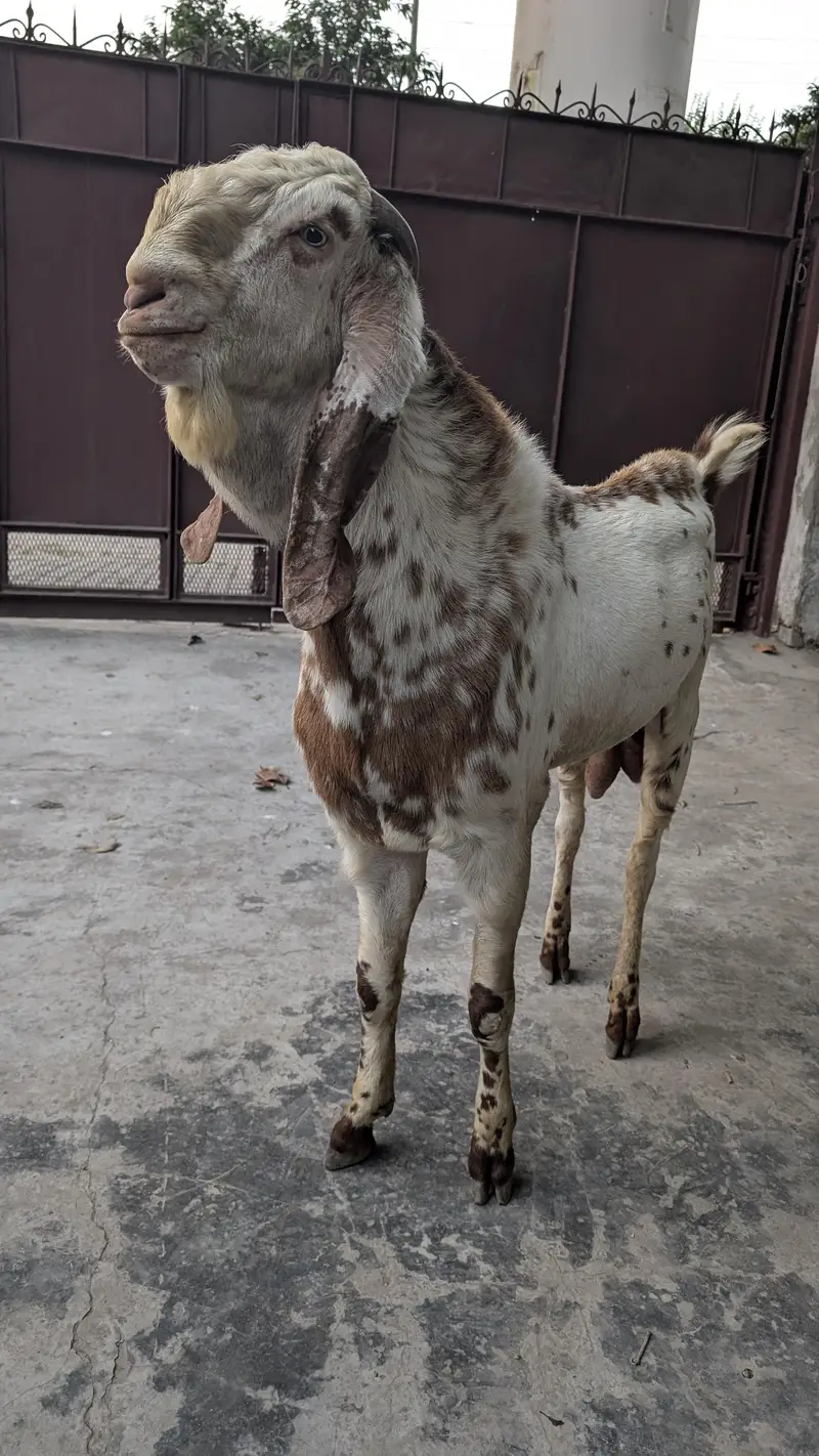 بکرا مکھی چنی نسل خوبصورت 41 - 42 قد / Male Goat Beautiful / Breeder — photo 3