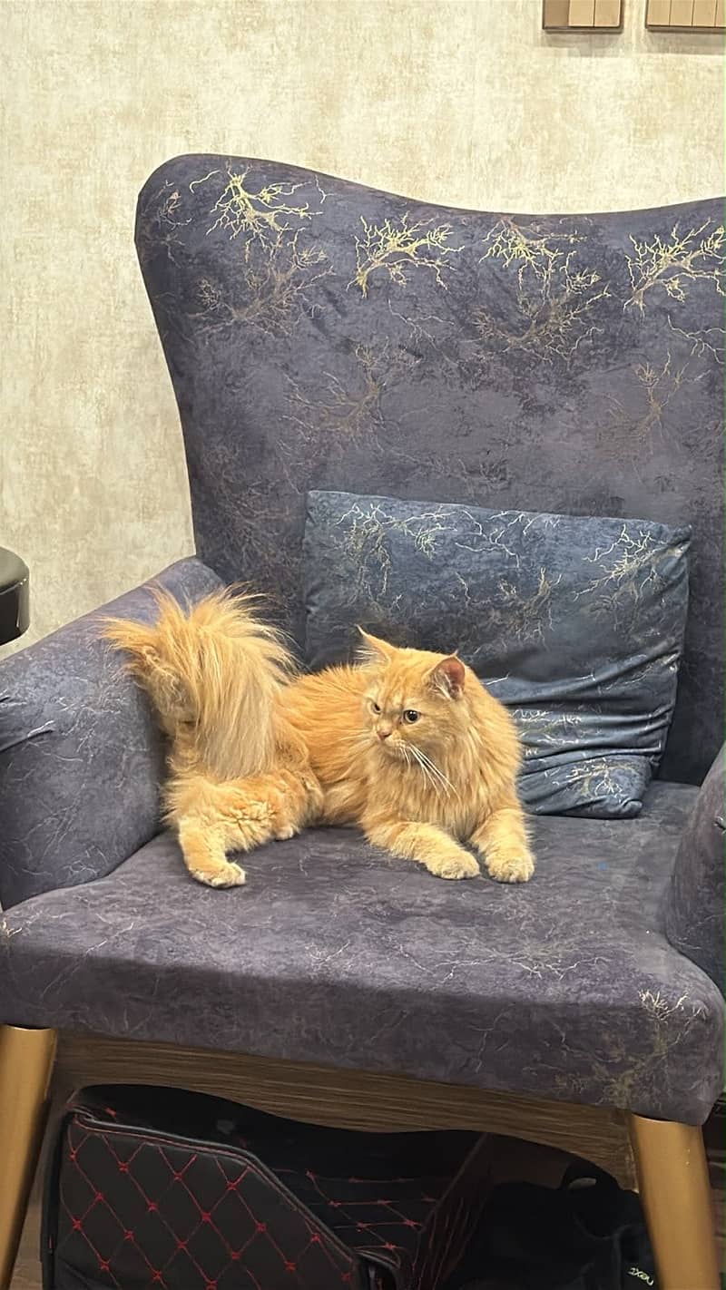 Persian cat 0