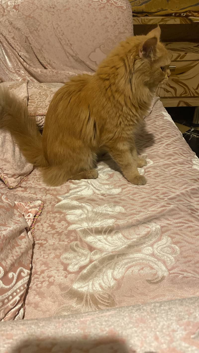 Persian cat 1