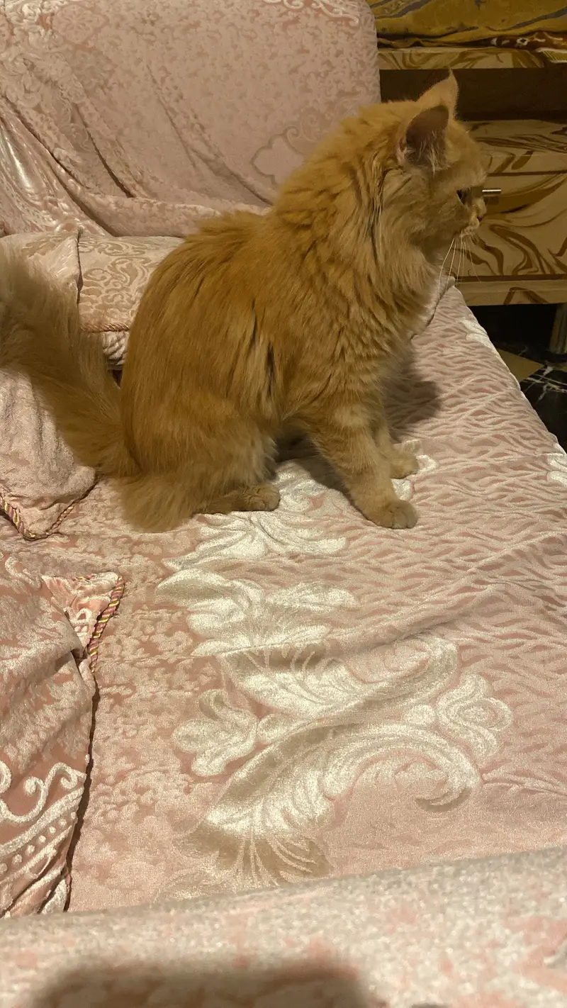Persian cat — photo 2