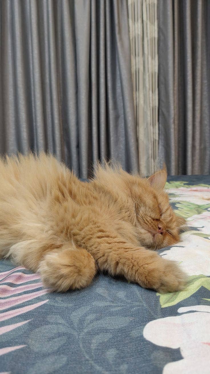 Persian cat 2
