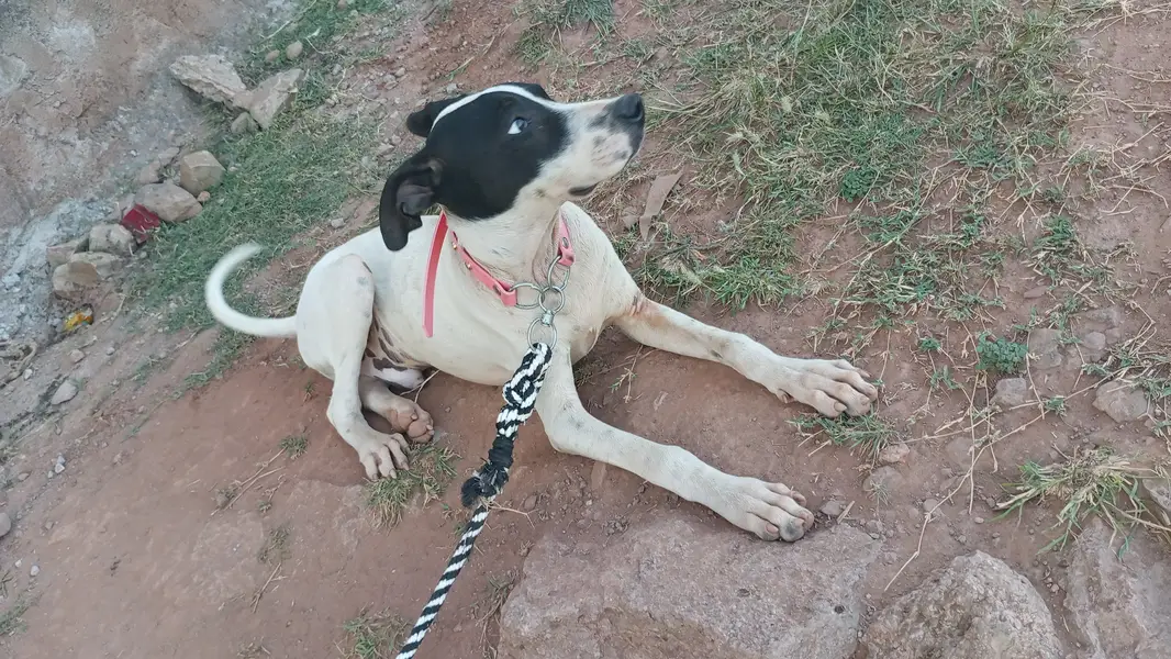 Good family dog — photo 2