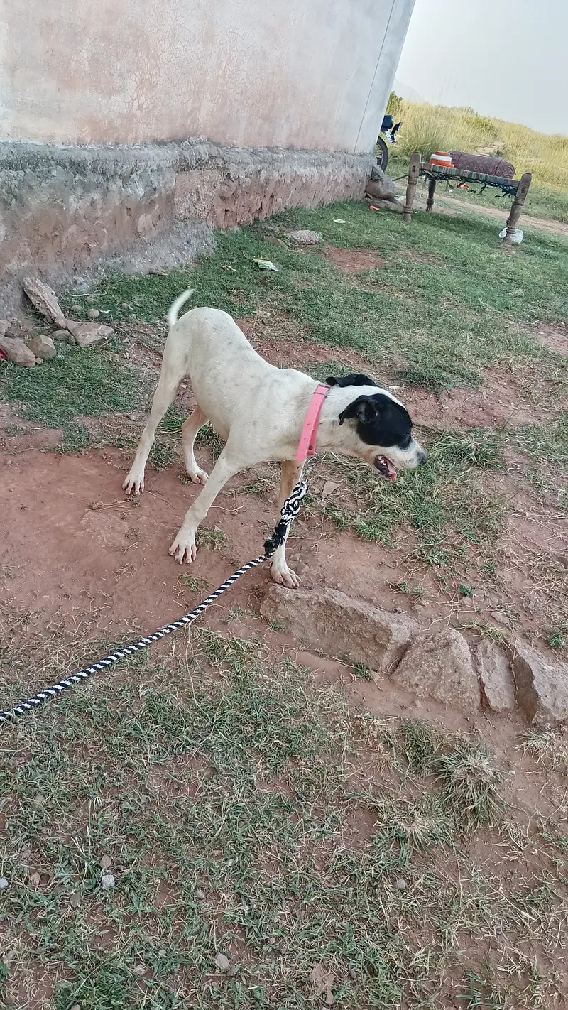 Good family dog — photo 3
