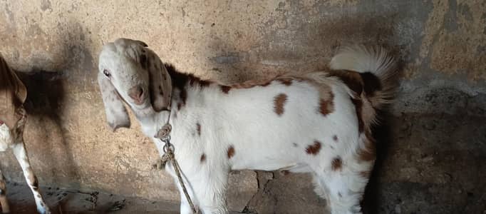 male bakra age 6 months +