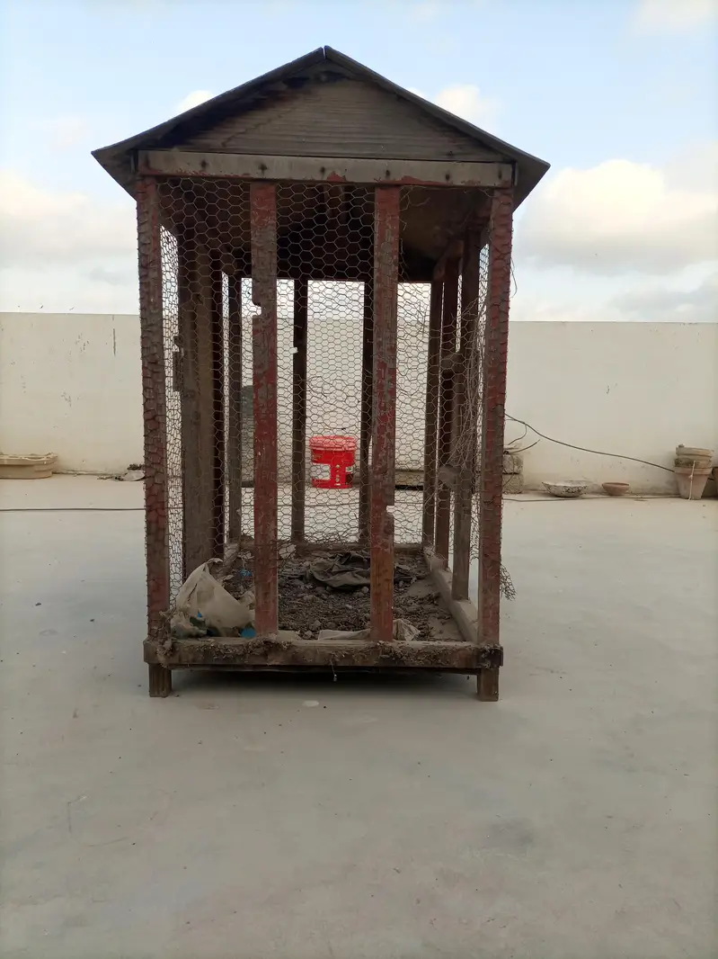 Birds cage — photo 2