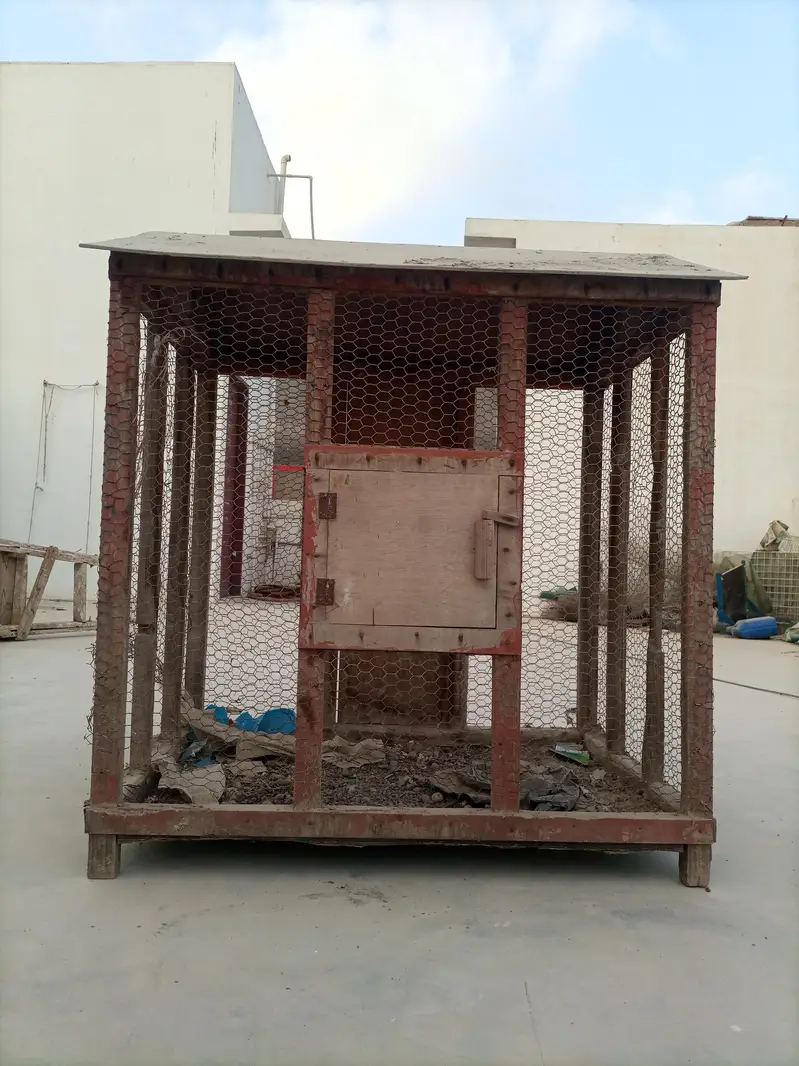 Birds cage — photo 3