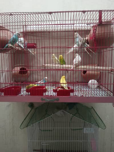 bugies paire with cage