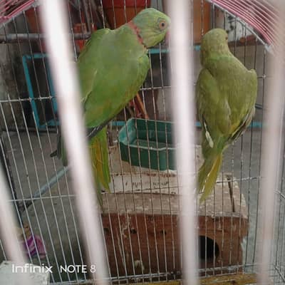 green parrot pair is for sale