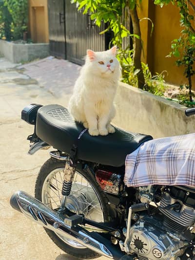 persion cat