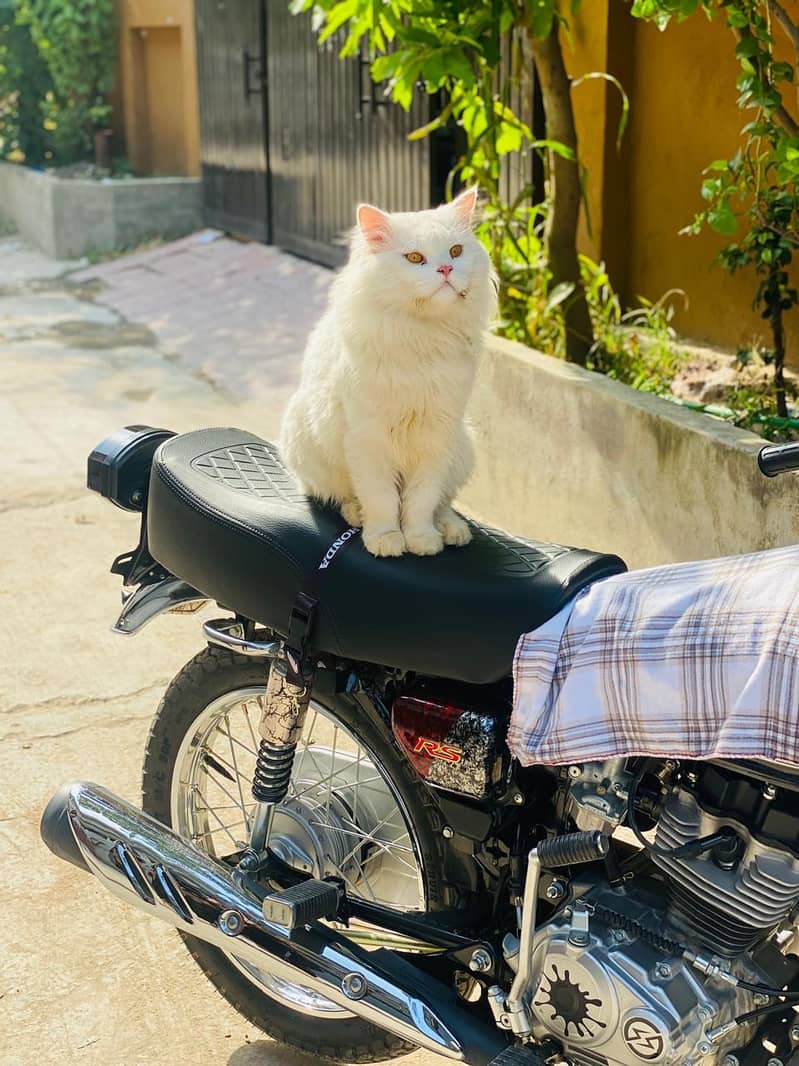 persion cat 0