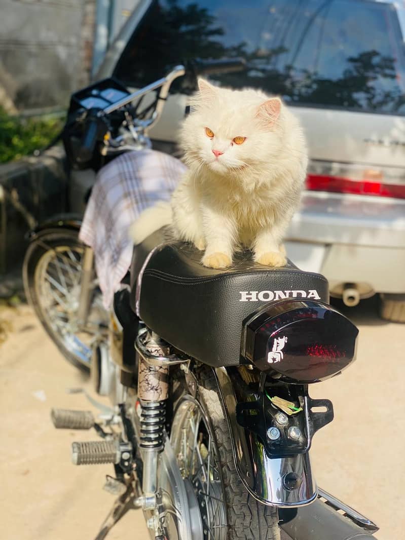 persion cat 1