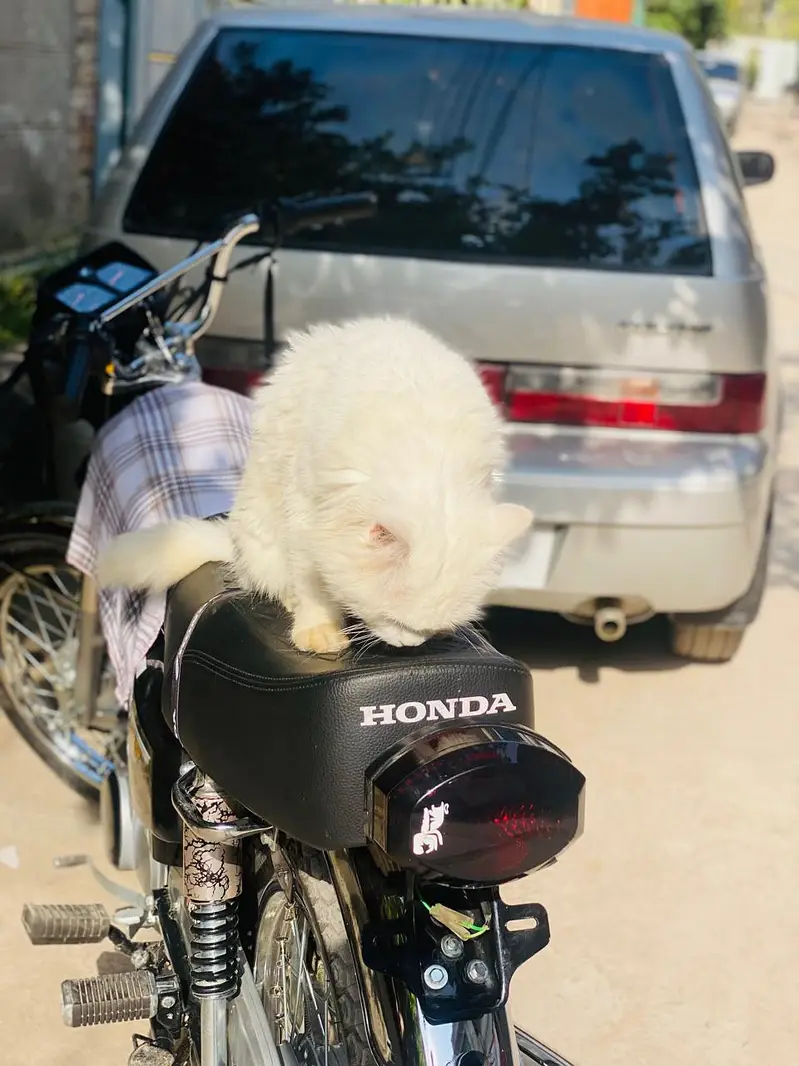 persion cat — photo 3