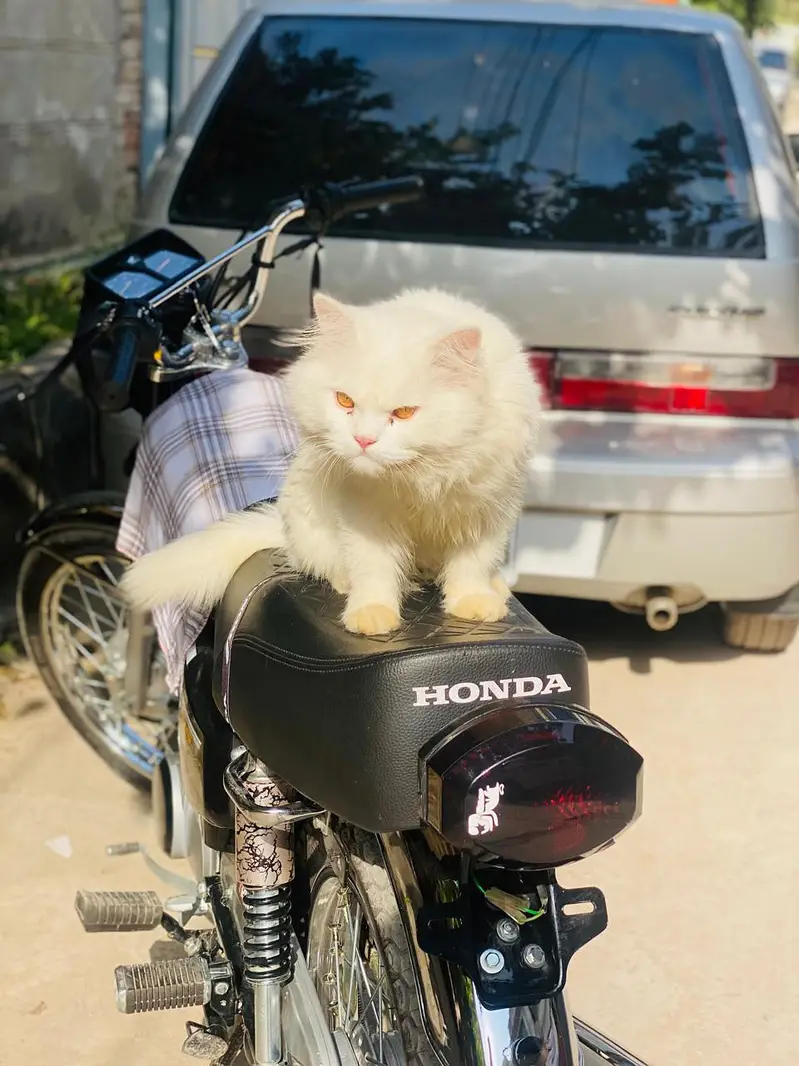 persion cat — photo 4