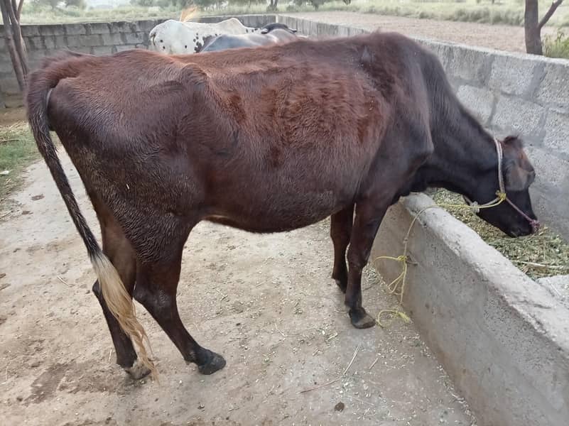 فریزیئن نسل کی 6 ماہ کی گابھن گائے برائے فروخت 2