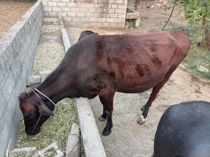 فریزیئن نسل کی 6 ماہ کی گابھن گائے برائے فروخت 4