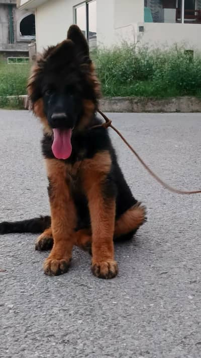 gsd male puppy