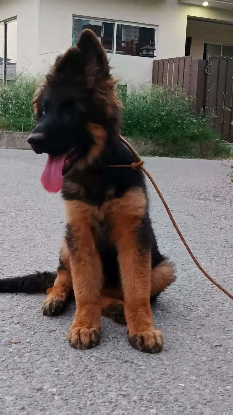 gsd male puppy — photo 2