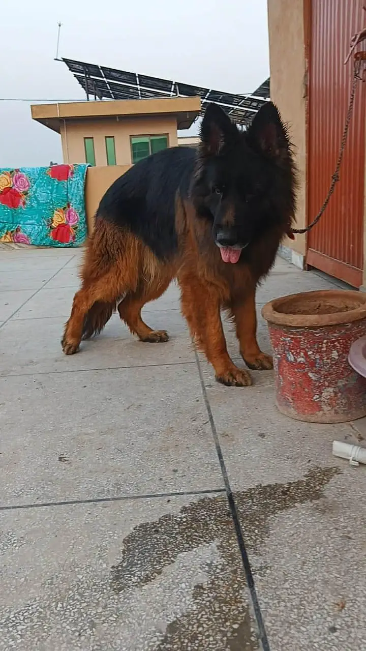 gsd male puppy — photo 3