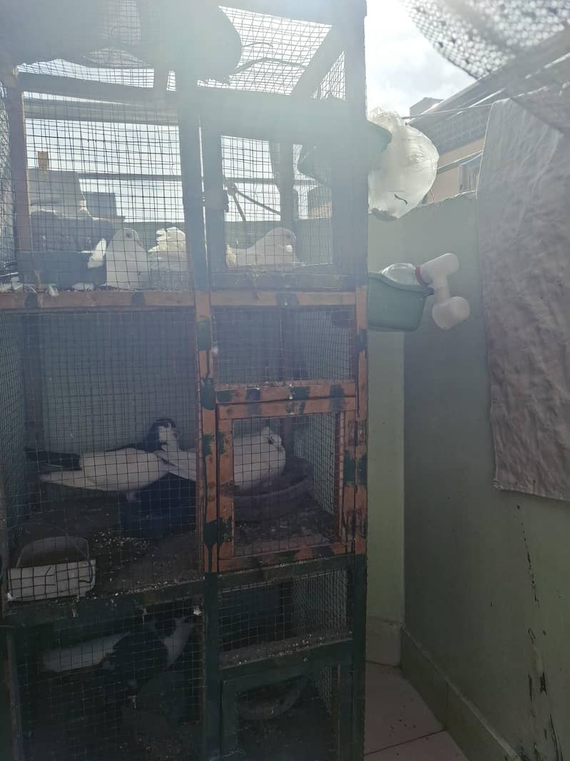 pigeons with cage 1