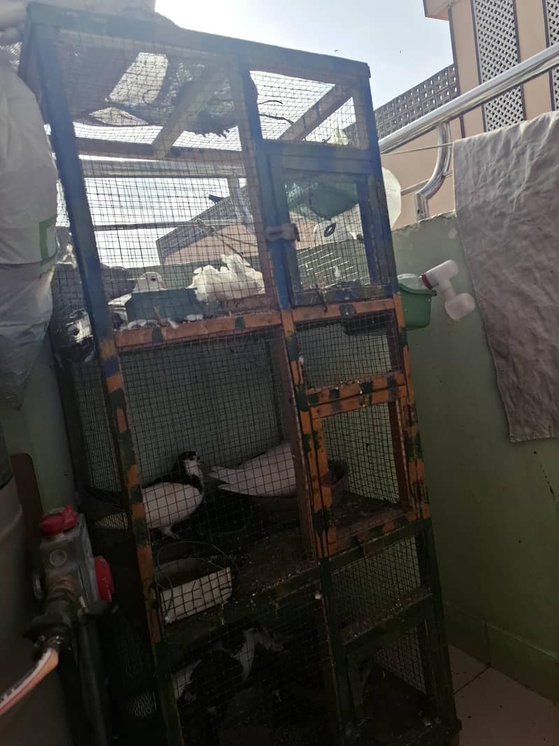 pigeons with cage 2