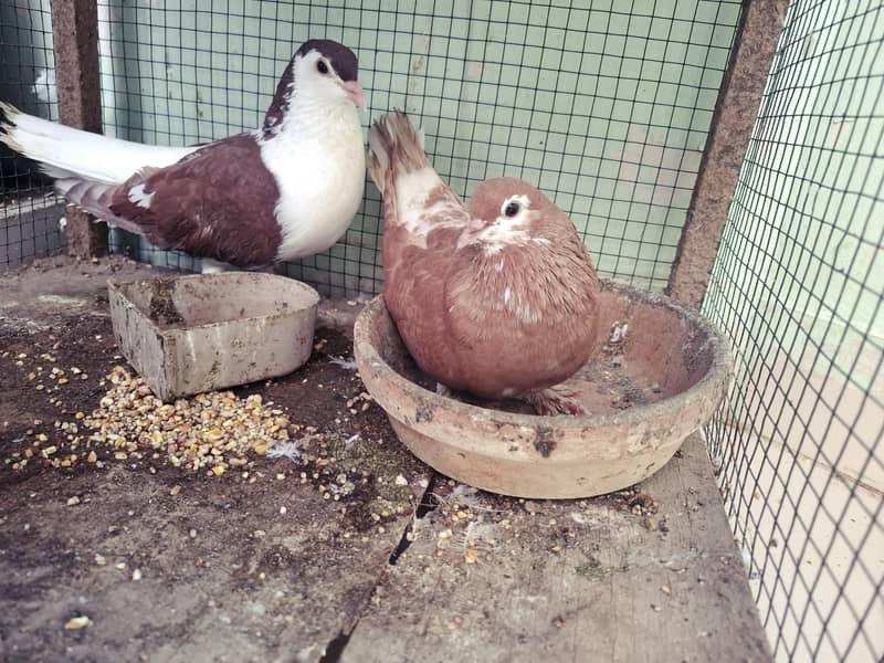 pigeons with cage 3