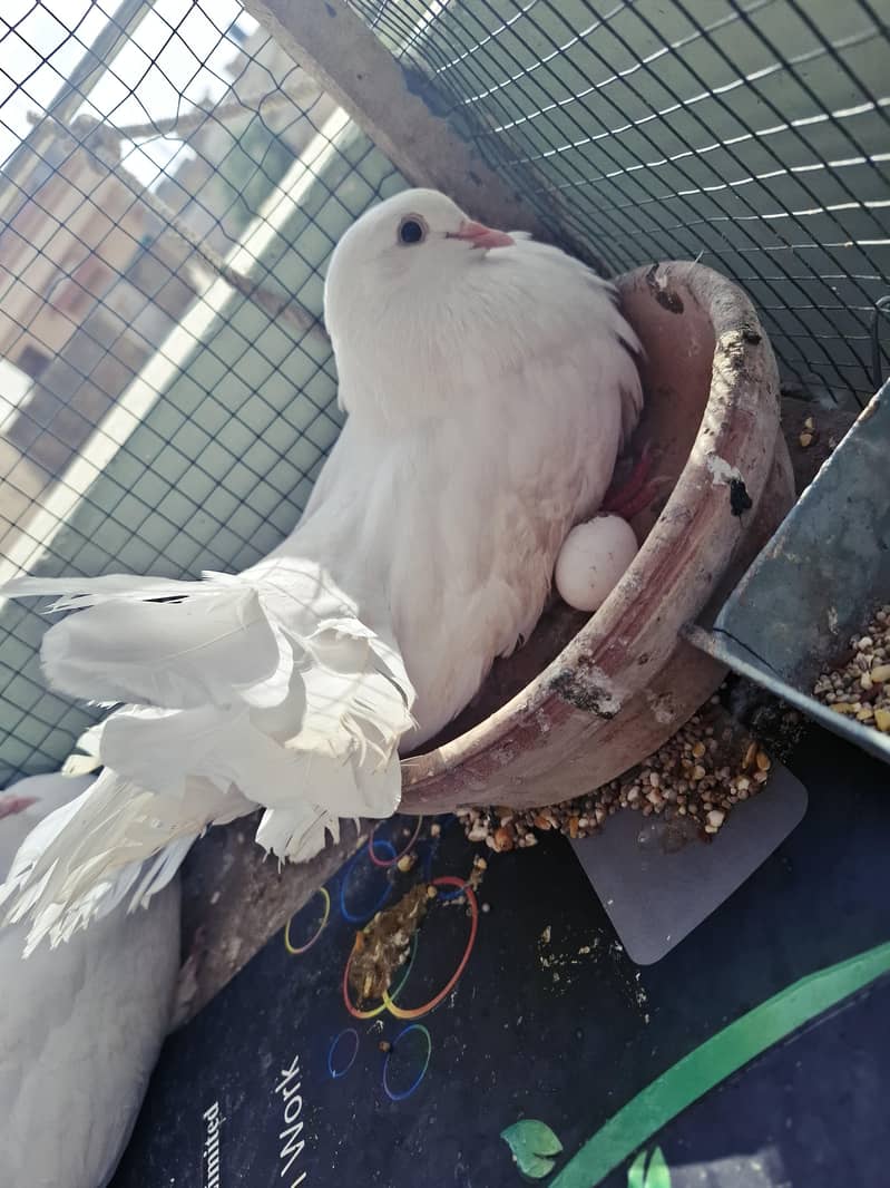 pigeons with cage 4