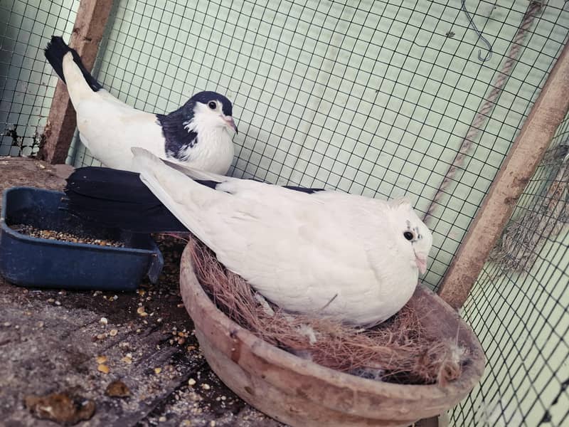 pigeons with cage 5
