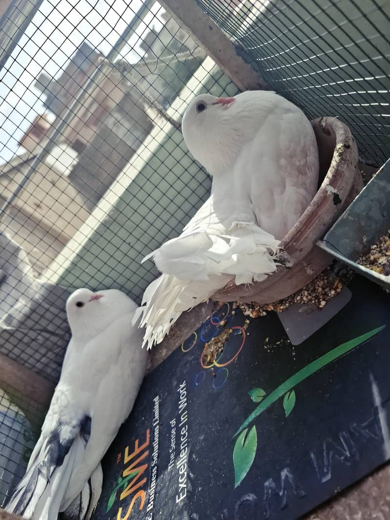 pigeons with cage 6