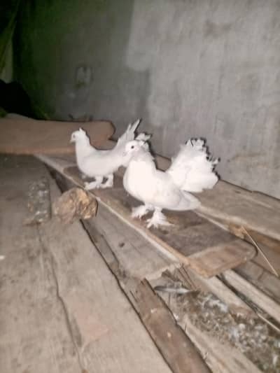 Best Indian fantail pigeon. white color beautiful pigeon pair