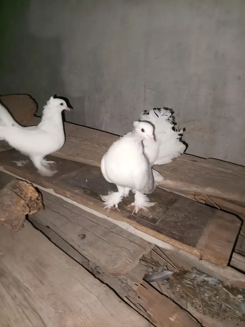 Best Indian fantail pigeon. white color beautiful pigeon pair — photo 2
