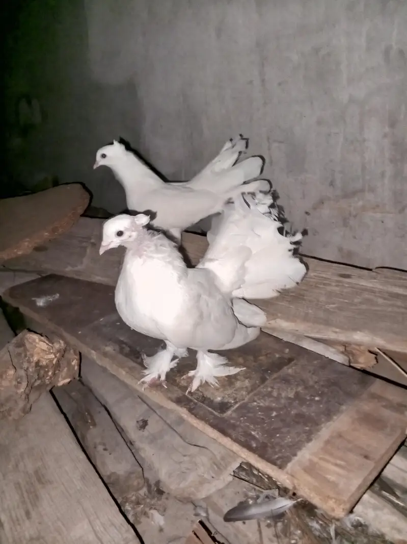 Best Indian fantail pigeon. white color beautiful pigeon pair — photo 3