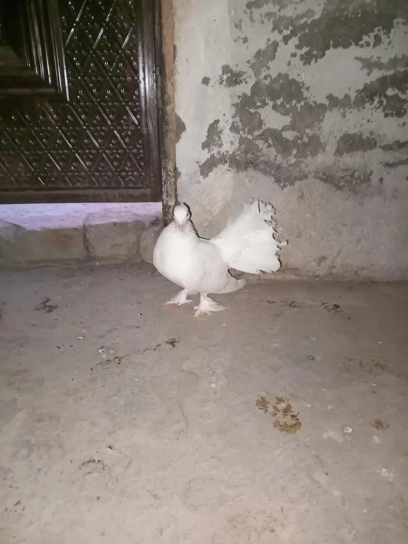 Best Indian fantail pigeon. white color beautiful pigeon pair — photo 4