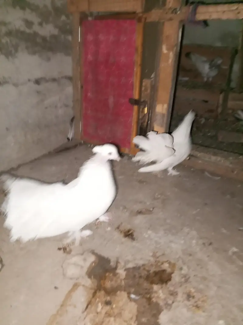 Best Indian fantail pigeon. white color beautiful pigeon pair — photo 5