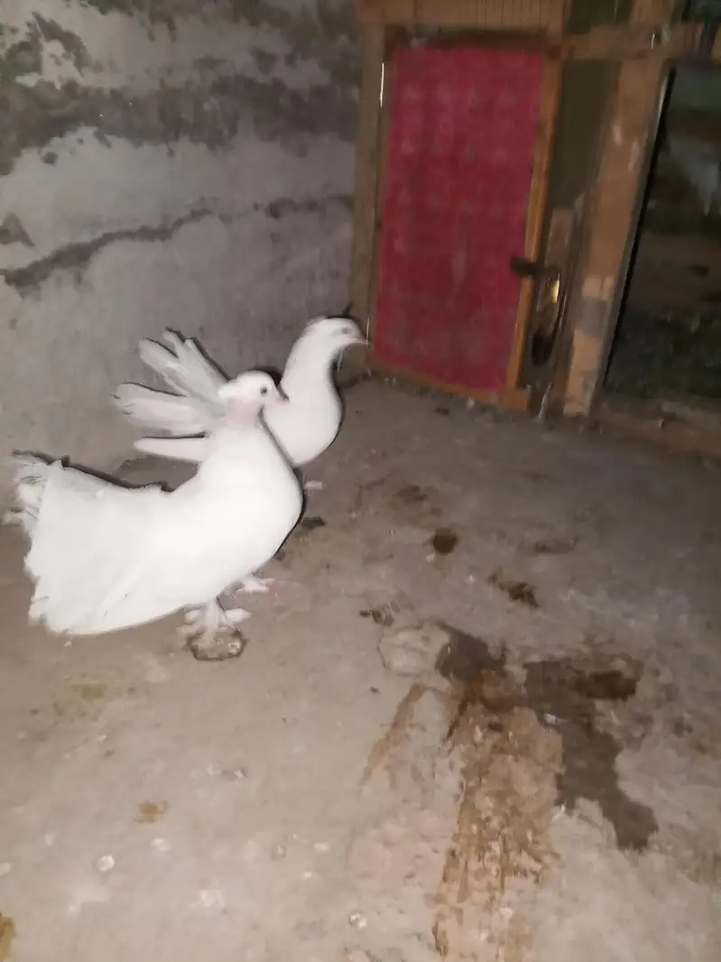 Best Indian fantail pigeon. white color beautiful pigeon pair — photo 6