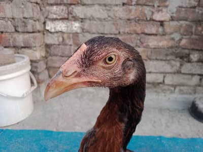 khajoori aseel female age of five months.