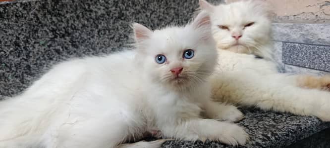 Persian cat with 1 blue eyes kitten