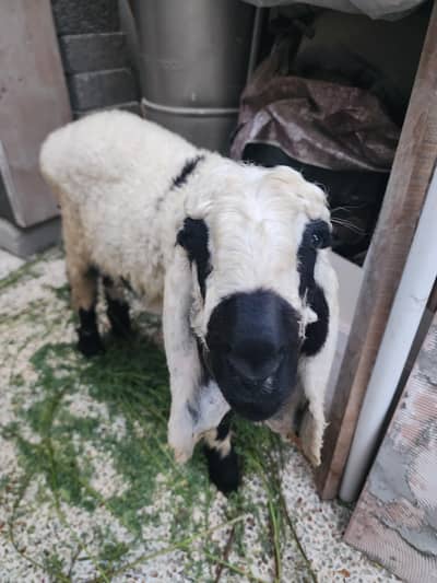 Pahari sheep
