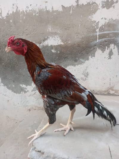 aseel mianwali