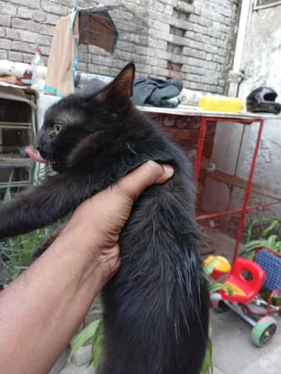 dark brown male cat