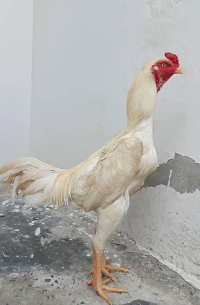 Pure Japanese Oh and Chu Shamo Pathy Age 6 months White , Coco , Lakha